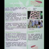 Echium Wildpretti (fam Boraginacees) (Canaries) (texte)